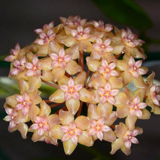 Hoya fitchii IML 1683 H234