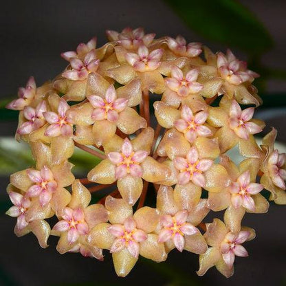 Hoya fitchii IML 1683 H234