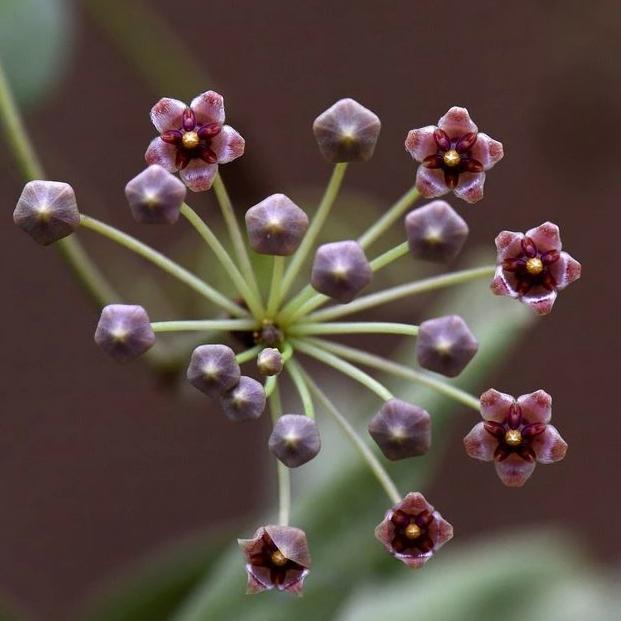 Hoya incurvula IML 1163 H237