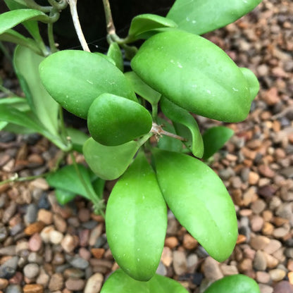 Hoya incurvula IML 1163 H237