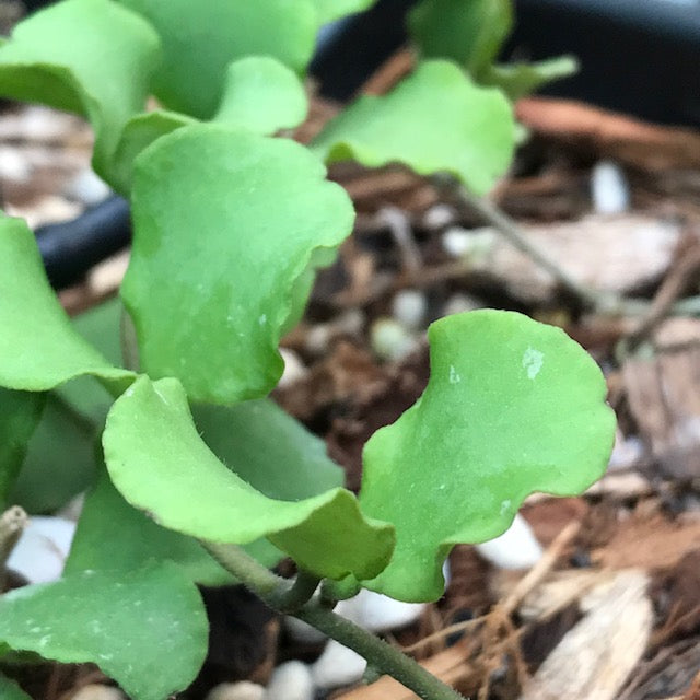 Hoya kanyakumariana IML 1580 H238