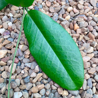 Hoya kenejiana 'Mt. Hauseman' IML 1054 H239