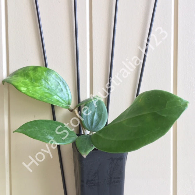 Hoya verticillata (Chiang Mai) H23