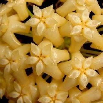 Hoya marginata IML 1727 H240