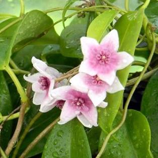 Hoya tannaensis IML 0463 H242