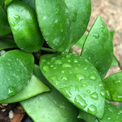 Hoya micrantha Thailand IML 1442 H243