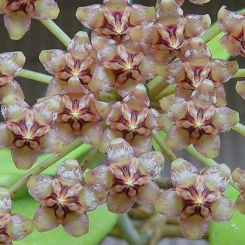 Hoya micrantha Thailand IML 1442 H243