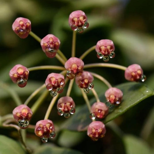Hoya pallilimba IML 1691 H248