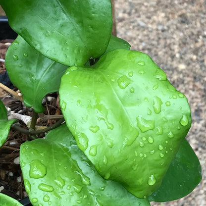 Hoya pentaphlebia IML 0391 H249