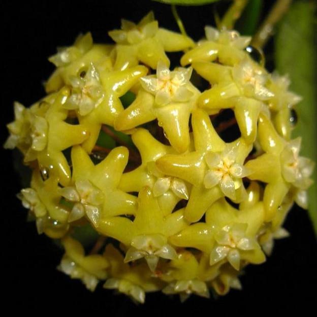 Hoya pentaphlebia IML 0391 H249