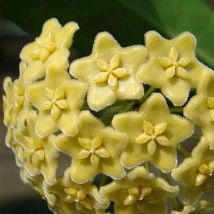 Hoya montana IML 1016 H250