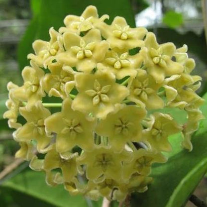 Hoya montana IML 1016 H250