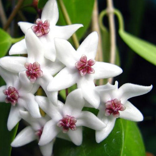 Hoya paziae IML 1596 H251