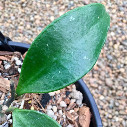 Hoya kloppenburgii IML 1758 H252