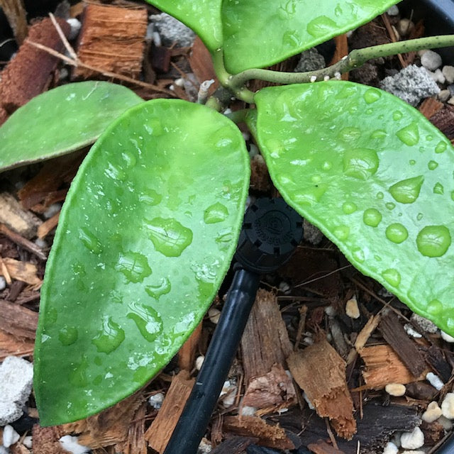 Hoya kloppenburgii IML 1758 H252