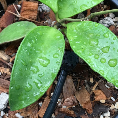 Hoya kloppenburgii IML 1758 H252