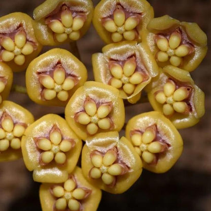 Hoya kloppenburgii IML 1758 H252