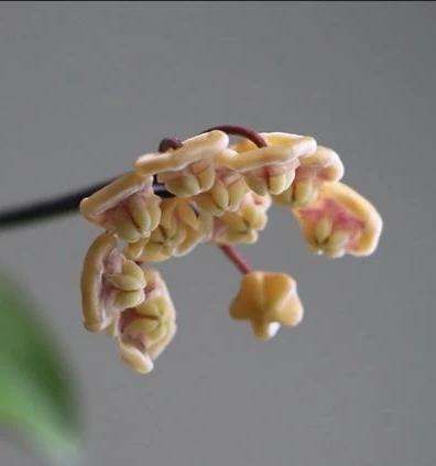 Hoya kloppenburgii IML 1758 H252