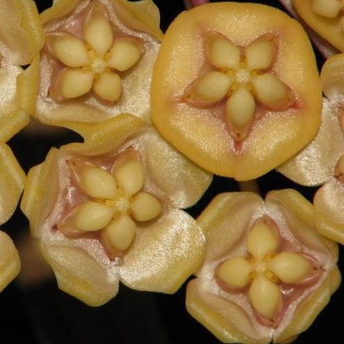Hoya kloppenburgii IML 1758 H252
