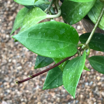 Hoya limoniaca IML 0092 H253