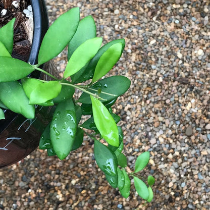 Hoya leytensis IML 1287 H256