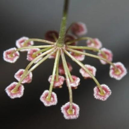 Hoya leytensis IML 1287 H256