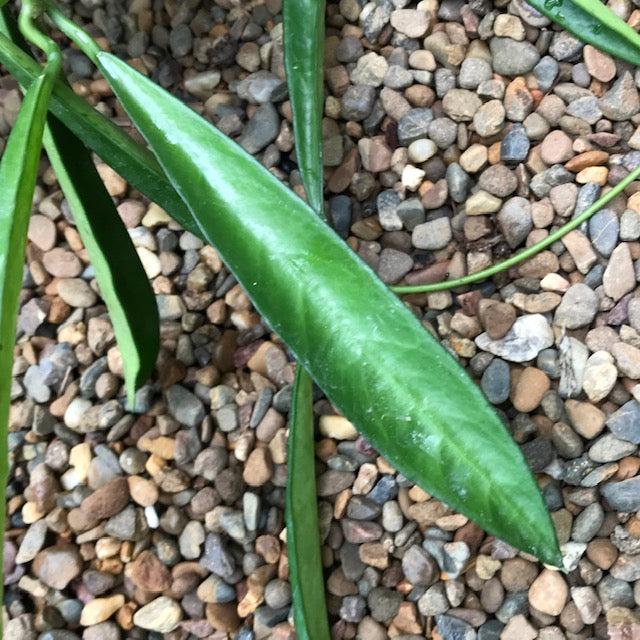 Hoya longifolia IML 0185 H257