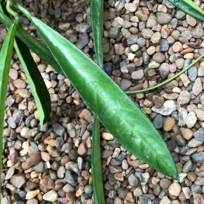 Hoya longifolia IML 0185 H257