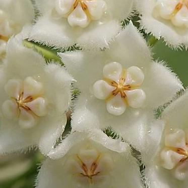 Hoya longifolia IML 0185 H257