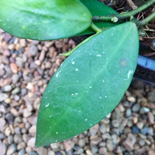 Hoya nabawanensis Sabah IML 1780 H258