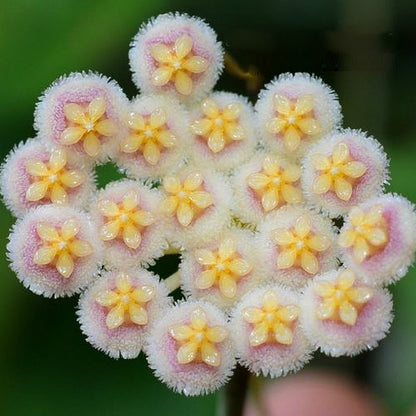Hoya nabawanensis Sabah IML 1780 H258
