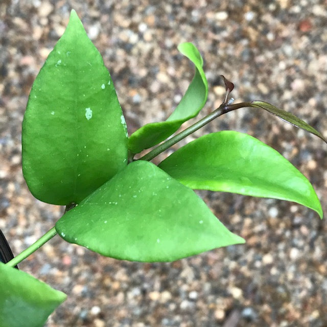 Hoya minahassae IML 1863 H259