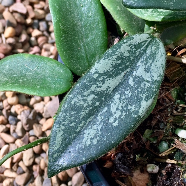 Hoya thomsonii (white) IML 1177 H260