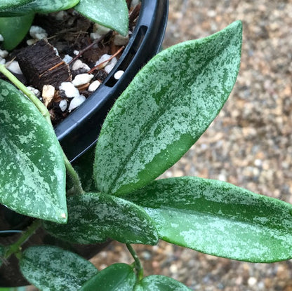 Hoya thomsonii (white) IML 1177 H260