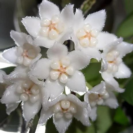 Hoya thomsonii (white) IML 1177 H260
