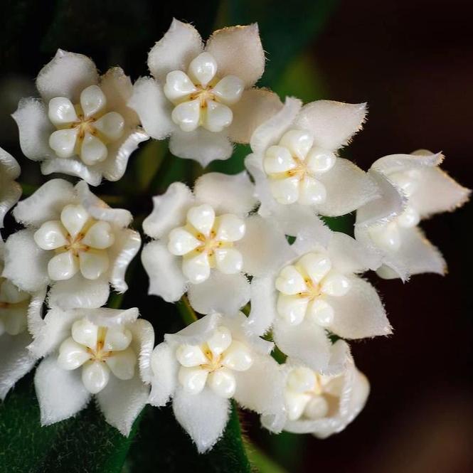 Hoya thomsonii (white) IML 1177 H260