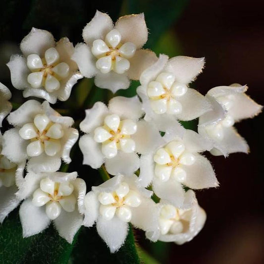 Hoya thomsonii (white) IML 1177 H260