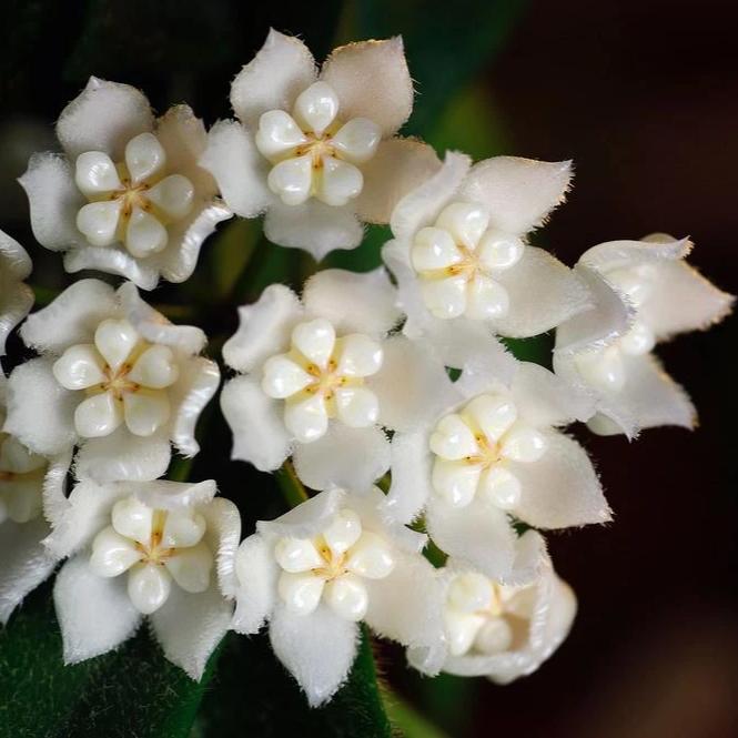 Hoya thomsonii ‘white’ IML 1177 H260