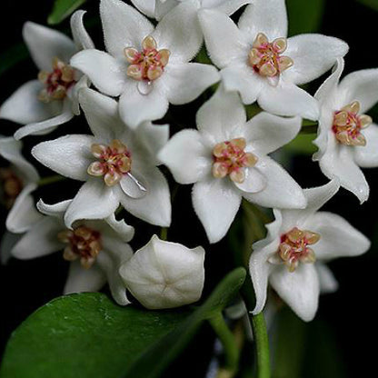 Hoya leucorhoda IML 0518 H261