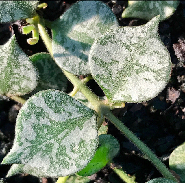 Hoya curtisii Thailand IML 1160 H262