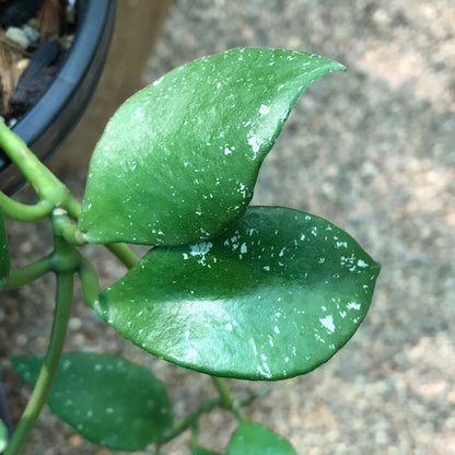 Hoya rundumensis H264
