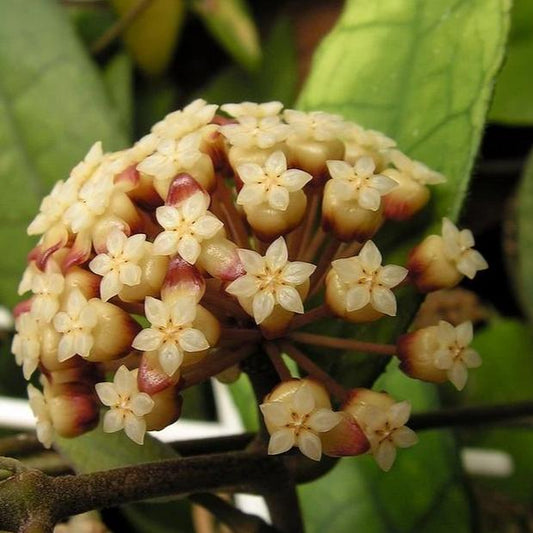 Hoya finlaysonii H265