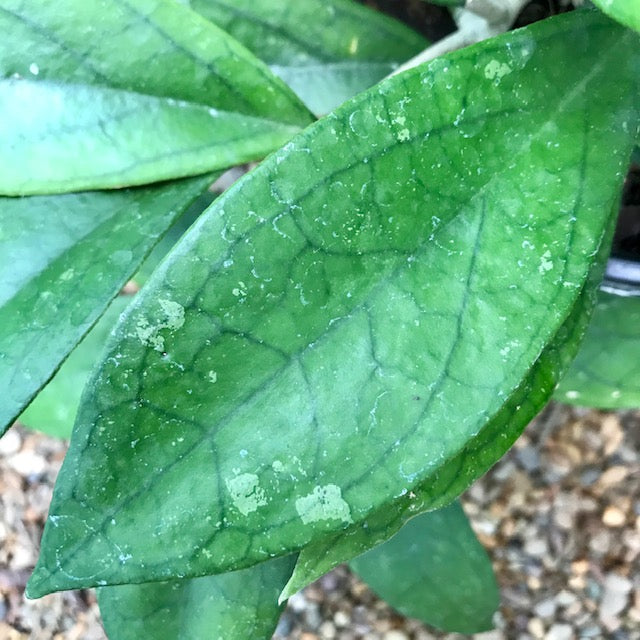 Hoya finlaysonii H265