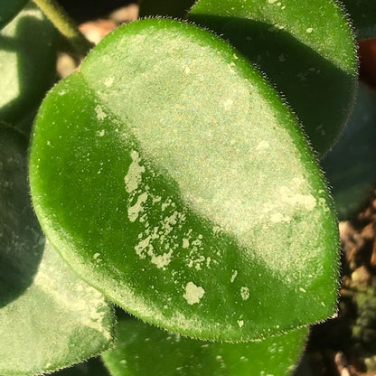 Hoya 'Mathilde' H266