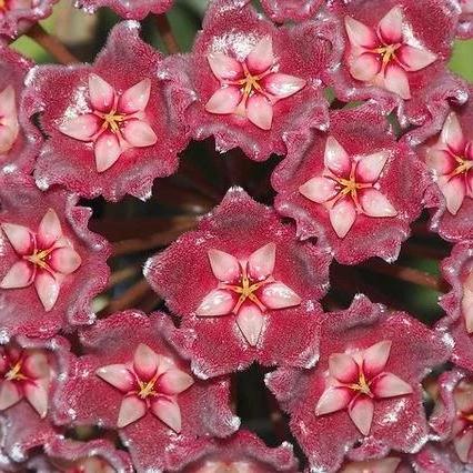 Hoya pubicalyx (splash) H267