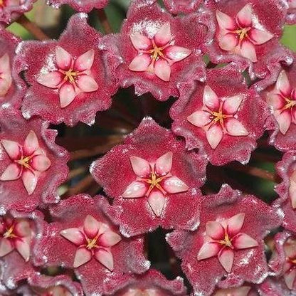 Hoya pubicalyx (splash) H267