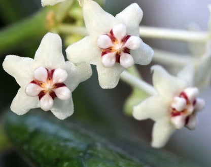 Hoya villosa H268