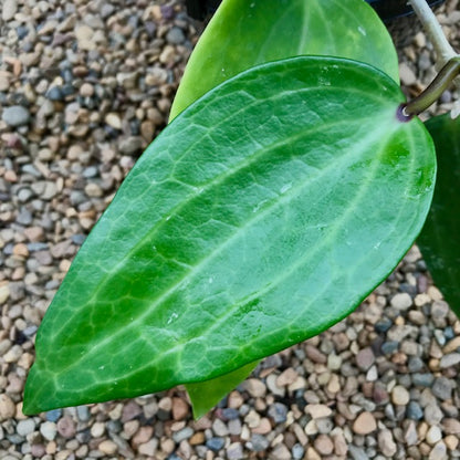 Hoya latifolia Java 0161 H269