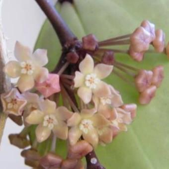 Hoya latifolia Java 0161 H269