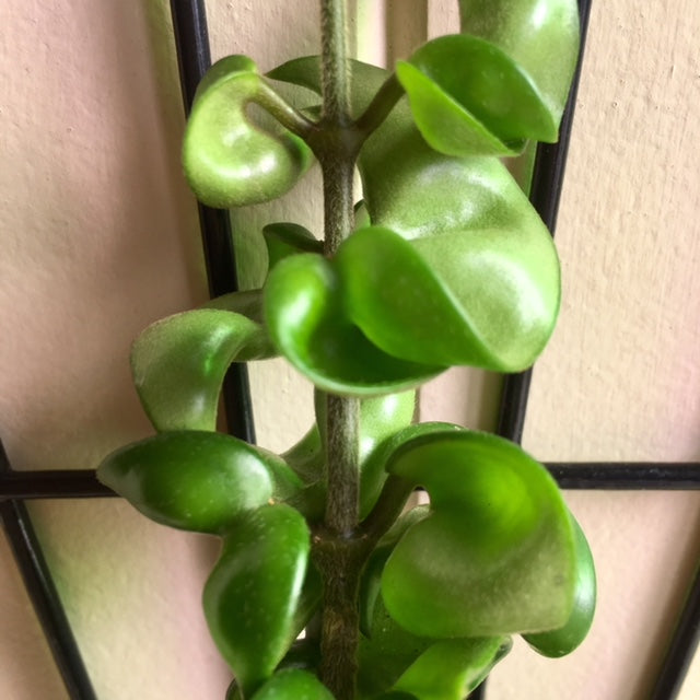 Hoya compacta Indian Rope H26